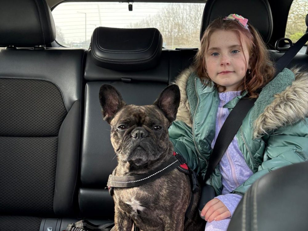 Doggy Taxi